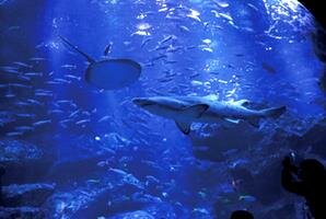 Sumida Aquarium Tokyo Tourist attraction
